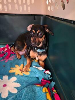 Dachshund and Chihuahua Dogs Available for Adoption - Kiwi | PetCurious