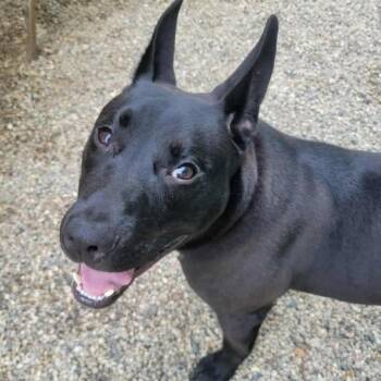 Rescue Shepherd and Terrier Dogs for Adoption in Marseilles, Illinois - Dennis | PetCurious