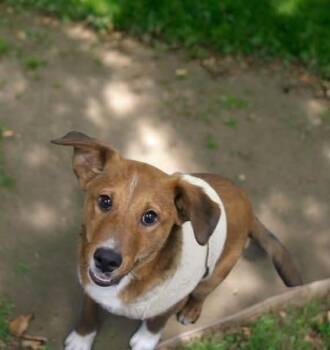 Collie Dogs Available for Adoption - Red | PetCurious