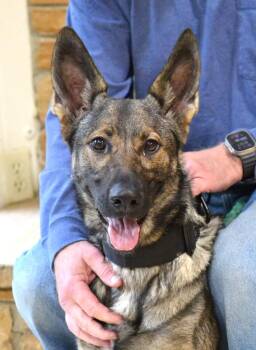 Alsa -  German Shepherd Dog Dog for Adoption in Memphis, Tennessee - Alsa | PetCurious