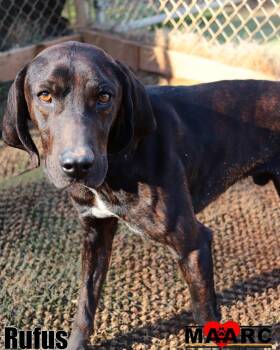 Hound Dogs Available for Adoption - Rufus | PetCurious