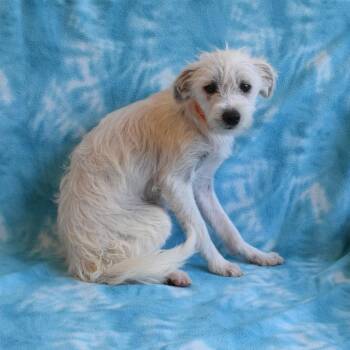 Solobino -  Terrier Dog for Adoption in Eureka, California - Solobino | PetCurious