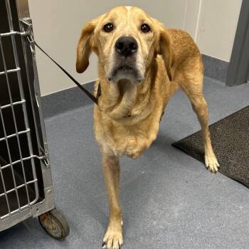 Hickory -  Labrador Retriever and Mixed Breed Dog for Adoption in Saint Joseph, Missouri - Hickory | PetCurious
