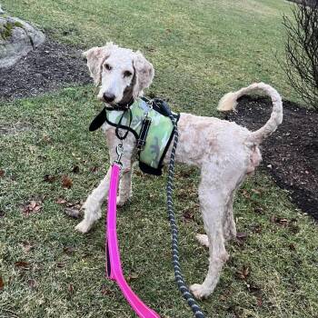 Goldendoodle Dogs Available for Adoption - Ivy | PetCurious
