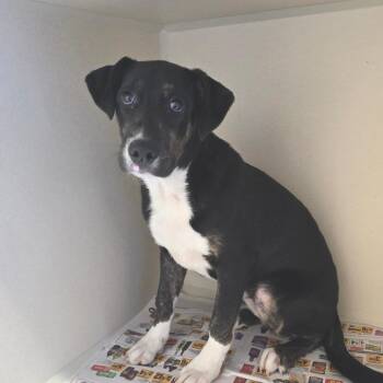 Morticia -  Shepherd and Mixed Breed Dog for Adoption in Concord, North Carolina - Morticia | PetCurious