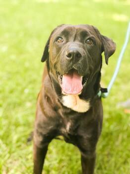 Pepper- Transport -  Black Labrador Retriever and Mixed Breed Dog for Adoption in Gradyville, Kentucky - Pepper- Transport | PetCurious