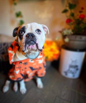 Rescue English Bulldog Dogs for Adoption in Hamilton, Ontario - Emmy Lou | PetCurious