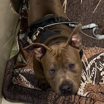 Pit Bull Terrier Dogs Available for Adoption - WAGS-Stray-21023 | PetCurious