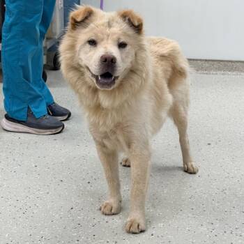 Bambi -  Chow Chow Dog for Adoption in Indianapolis, Indiana - Bambi | PetCurious