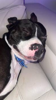Rescue American Staffordshire Terrier Dogs for Adoption in Dallas, Texas - Peter | PetCurious