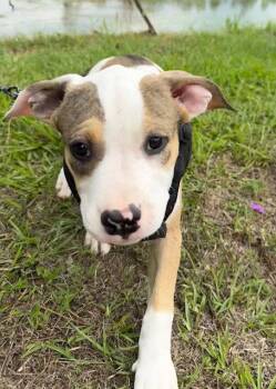 American Bulldog Dogs Available for Adoption in Tarrytown, Georgia - Gabi | PetCurious