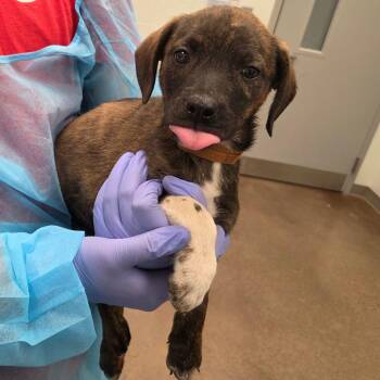 McKay -  Hound Dog Available for Adoption in Chattanooga, Tennessee - McKay | PetCurious