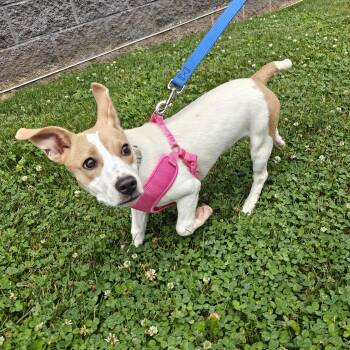 Paisley -  Jack Russell Terrier Dog for Adoption in Ogontz Campus, Pennsylvania - Paisley | PetCurious