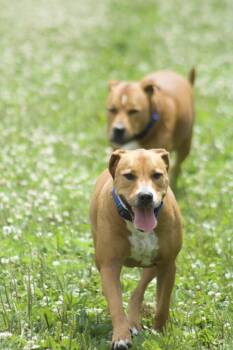 Tom -  Labrador Retriever Dog for Adoption in Xenia, Ohio - Tom | PetCurious