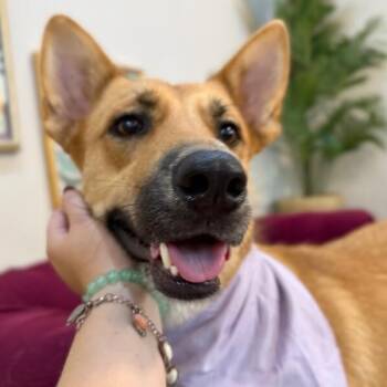 Penelope Pookie Smiles -  German Shepherd Dog and Carolina Dog Dog for Adoption in Friendswood, Texas - Penelope Pookie Smiles | PetCurious