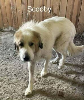 Great Pyrenees Dogs Available for Adoption - Sir Scooby | PetCurious