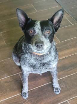 Australian Cattle Dog Blue Heeler Dogs Available for Adoption in Fort Worth, Texas - Brooks - Mini Heeler | PetCurious