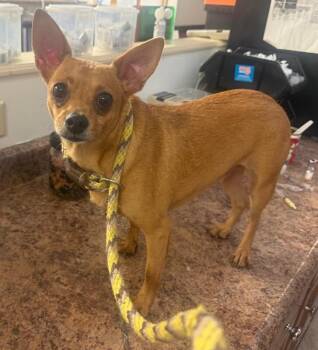 Ned -  Mixed Breed Dog for Adoption in Cincinnati, Ohio - Ned | PetCurious