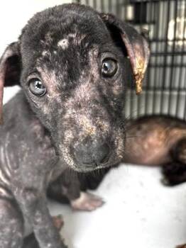 A660063 -  Labrador Retriever and Mixed Breed Dog for Adoption in Houston, Texas - A660063 | PetCurious
