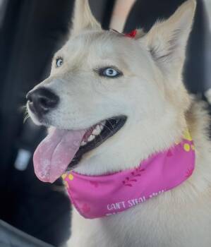 Siberian Husky Dogs Available for Adoption in Rochester Hills, Michigan - Freya | PetCurious