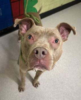 Pit Bull Terrier Dogs Available for Adoption in Indianapolis, Indiana - RAMBO | PetCurious