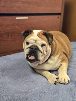 English Bulldog Dogs Available for Adoption in Elmwood, Louisiana - Faith | PetCurious