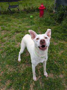 Rescue Pit Bull Terrier Dogs for Adoption in Evansville, Indiana - Ice | PetCurious