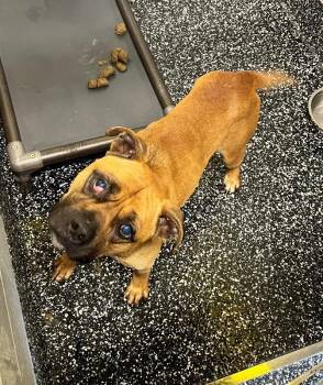 Burke -  Mixed Breed Dog for Adoption in Jackson, Tennessee - Burke | PetCurious