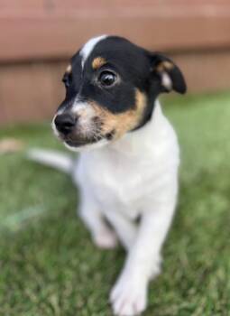 John David -  Terrier Dog for Adoption in El Cajon, California - John David | PetCurious