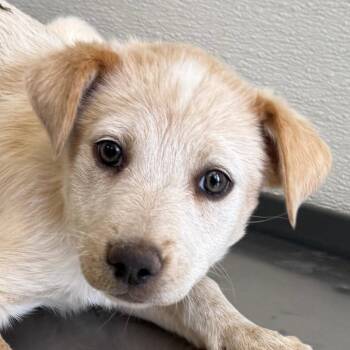 Musa -  Mixed Breed Dog for Adoption in Las Cruces, New Mexico - Musa | PetCurious