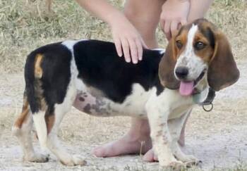 NALA -  Basset Hound Dog for Adoption in Hamilton, New Jersey - NALA | PetCurious