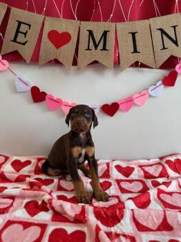 Doberman Pinscher Dogs Available for Adoption - Wilbur | PetCurious