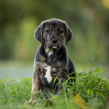 Nova