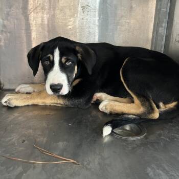 Shepherd Dogs Available for Adoption in Birmingham, Alabama - Zac | PetCurious