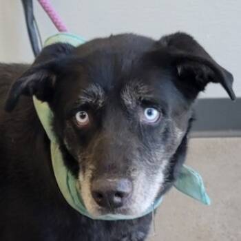 Rescue Mixed Breed Dogs for Adoption in Las Cruces, New Mexico - Chopper | PetCurious