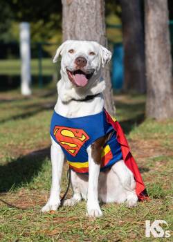 Fenrir -  American Bulldog and American Staffordshire Terrier Dog for Adoption - Fenrir | PetCurious