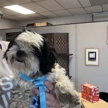 Reina -  Shih Tzu Dog for Adoption in East St. Louis, Illinois - Reina | PetCurious
