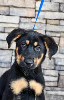 Malachite -  Labrador Retriever and German Shepherd Dog Dog Available for Adoption in Yakima, Washington - Malachite | PetCurious