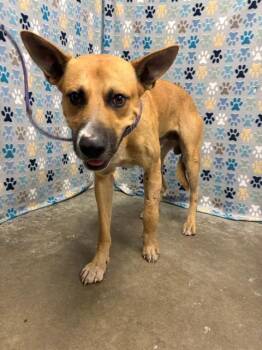 BEAR -  Black Mouth Cur Dog for Adoption in Rosenberg, Texas - BEAR | PetCurious