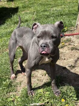 American Bulldog Dogs Available for Adoption in Springfield, Illinois - Steelo | PetCurious