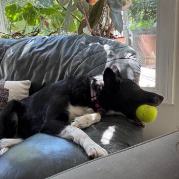 Dolce -  Border Collie Dog for Adoption in Ferndale, Michigan - Dolce | PetCurious