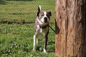 REACHER -  Pit Bull Terrier Dog for Adoption in St. Peters, Missouri - REACHER | PetCurious