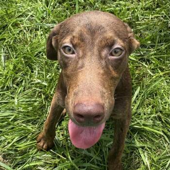 Jules -  Labrador Retriever Dog for Adoption in Rock Falls, Illinois - Jules | PetCurious