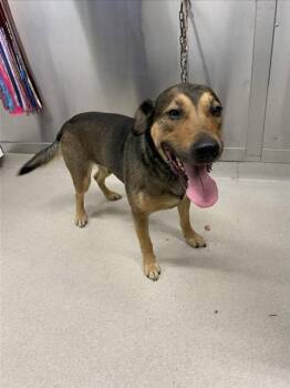 German Shepherd Dog and Mixed Breed Dogs Available for Adoption in Fairbanks, Alaska - TROY | PetCurious