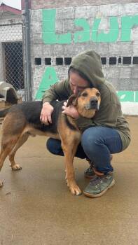 Shepherd Dogs Available for Adoption - Rocko (AVAILABLE 3/9) | PetCurious