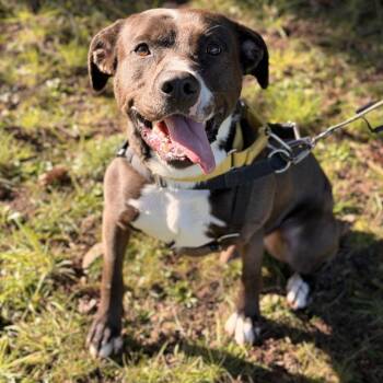 Pit Bull Terrier Dogs Available for Adoption in Port Angeles, Washington - Negan | PetCurious