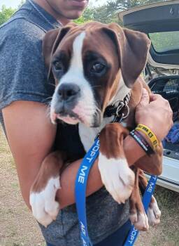Boxer Dogs Available for Adoption in Gillsville, Georgia - Goose | PetCurious