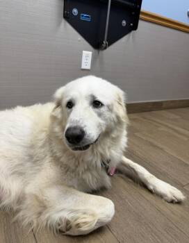 Elina HTX -  Great Pyrenees Dog for Adoption in Quinlan, Texas - Elina HTX | PetCurious