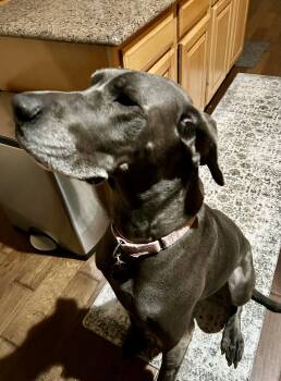 Great Dane Dogs Available for Adoption in Carrollton, Texas - Nala | PetCurious