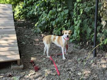Rescue Labrador Retriever and Hound Dogs for Adoption in Elmsford, New York - Marshmello Available 7/3 | PetCurious